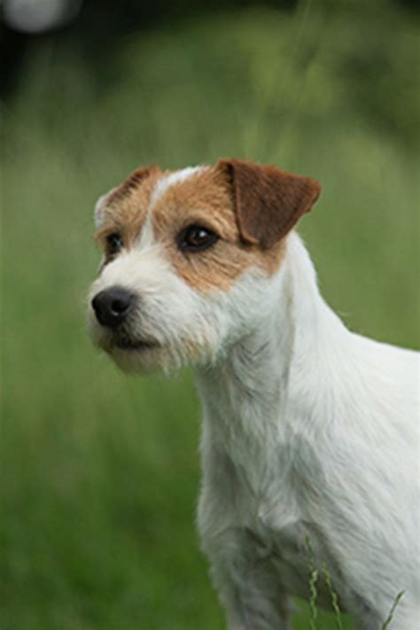 Why We Love the Parson Russell Terrier Breed. . Parson russell terrier breeders pennsylvania